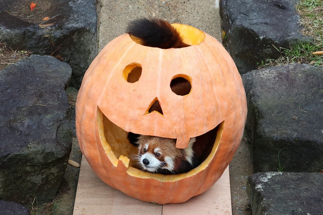 omoriyama_zoo's tweet photo. 【今年も「かぼパンタイム」開催します🎃】
大きなかぼちゃに #レッサーパンダ がすっぽり!? 通称 #かぼパンタイム を今年も実施します！
実施スケジュールは、下記ページをご確認ください。
https://t.co/8tEeSb6152
※動物の体調等により、内容が変更になる場合がありますので予めご了承ください。 https://t.co/TXJw6Yy1VH