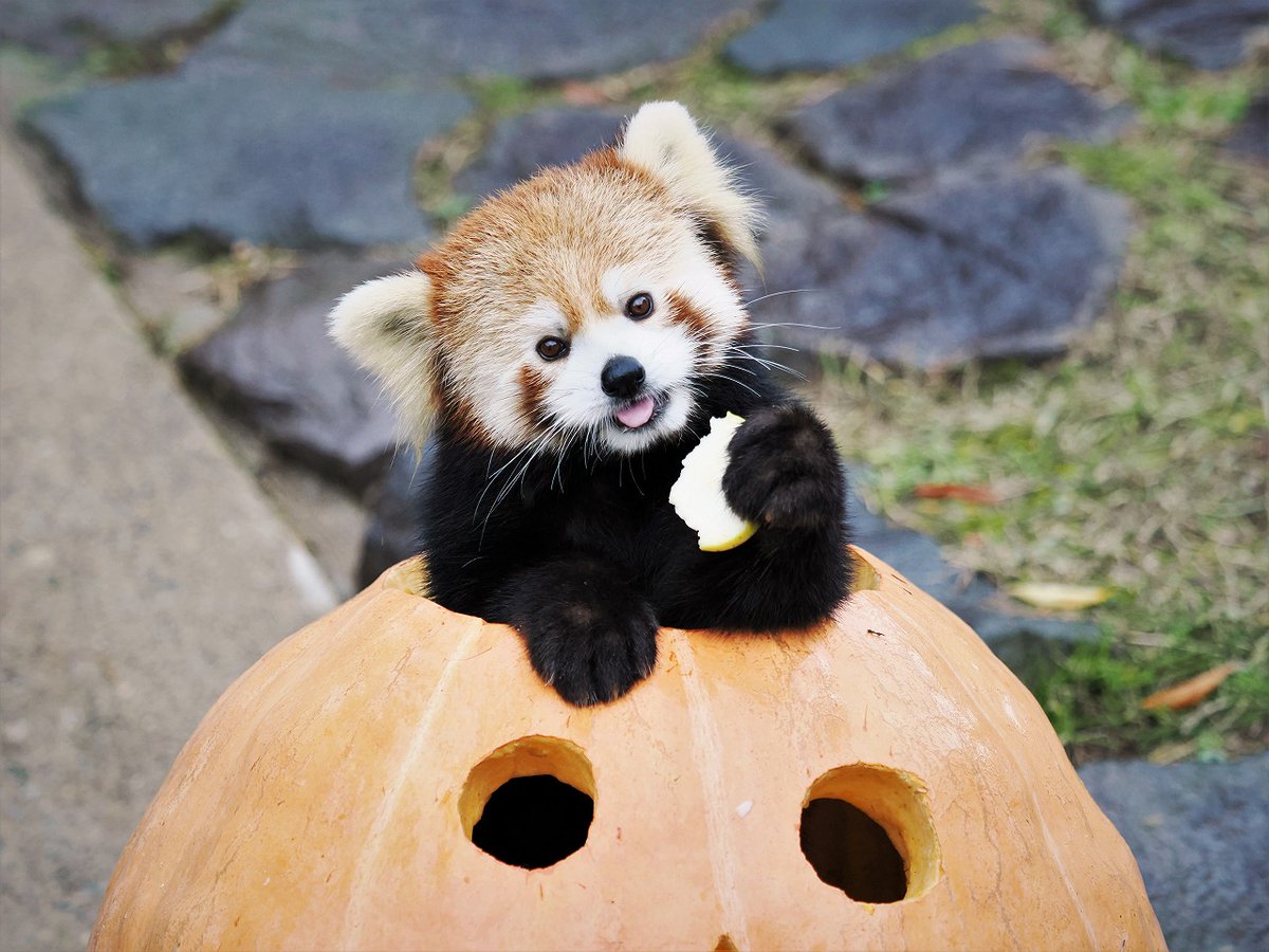 omoriyama_zoo's tweet photo. 【今年も「かぼパンタイム」開催します🎃】
大きなかぼちゃに #レッサーパンダ がすっぽり!? 通称 #かぼパンタイム を今年も実施します！
実施スケジュールは、下記ページをご確認ください。
https://t.co/8tEeSb6152
※動物の体調等により、内容が変更になる場合がありますので予めご了承ください。 https://t.co/TXJw6Yy1VH
