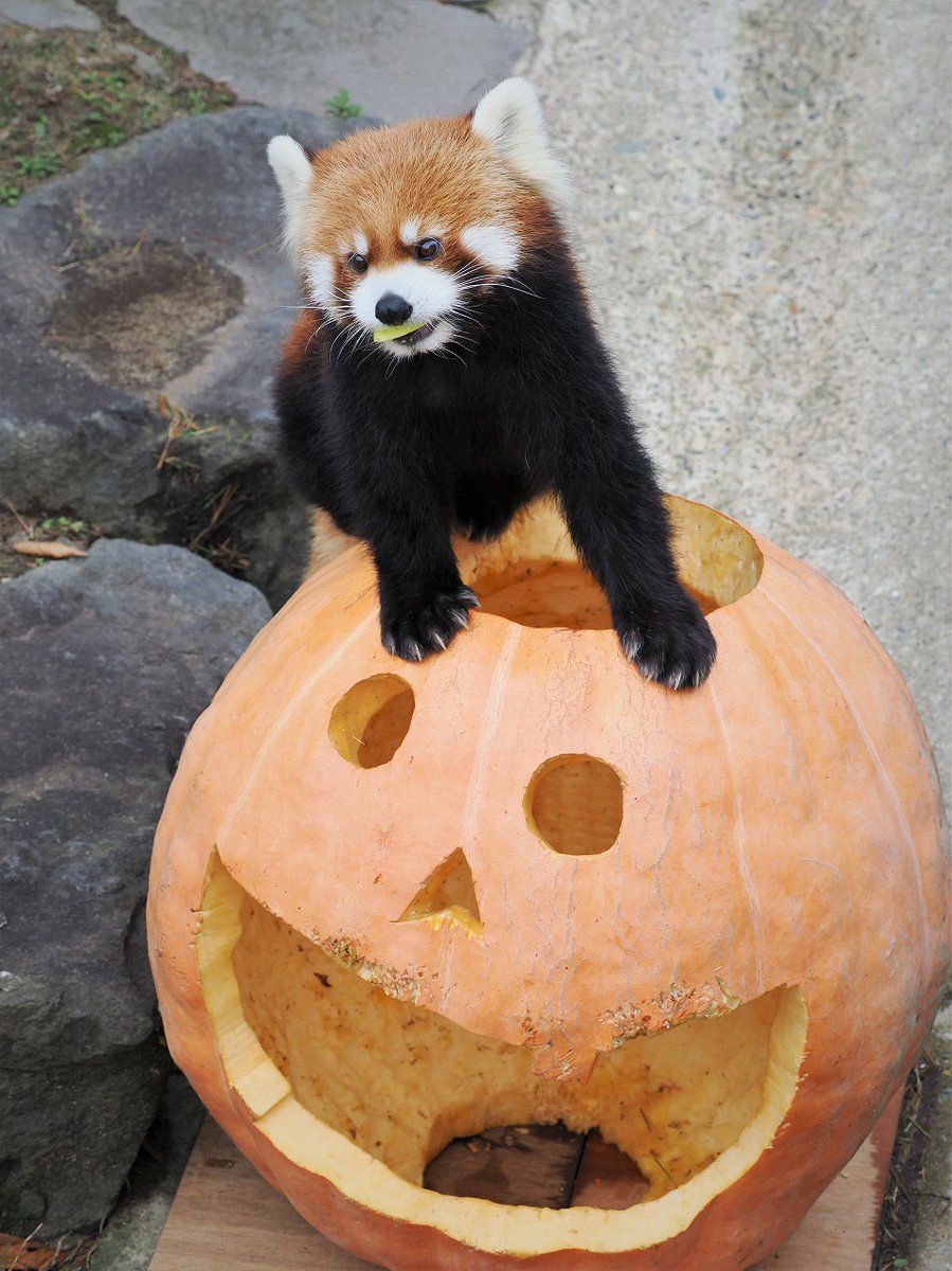 omoriyama_zoo's tweet photo. 【今年も「かぼパンタイム」開催します🎃】
大きなかぼちゃに #レッサーパンダ がすっぽり!? 通称 #かぼパンタイム を今年も実施します！
実施スケジュールは、下記ページをご確認ください。
https://t.co/8tEeSb6152
※動物の体調等により、内容が変更になる場合がありますので予めご了承ください。 https://t.co/TXJw6Yy1VH