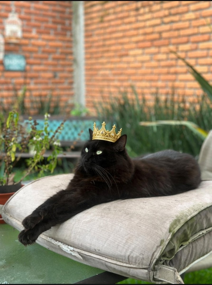 Zuperkan's tweet photo. Debido a la polémica generada en mi anterior tuit, su majestad Dominique me ordenó no dejar lugar a dudas quién es el rey 😹👑 https://t.co/CzN1lMa7kH