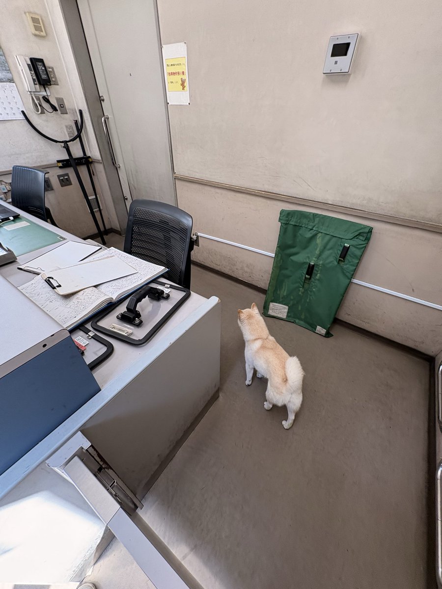 komeyamaxxx's tweet photo. 白い柴犬を板橋区蓮沼あたりで保護しました。
志村警察署の小豆沢交番に預けています。
飼い主さんに届くといい。
#迷子
#犬
#柴犬
#迷子犬 https://t.co/RqyHKxn5nH
