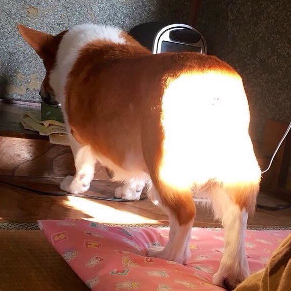 yomogimoti_ois's tweet photo. ケツが発光してる犬も見て https://t.co/vLkolJPOd1