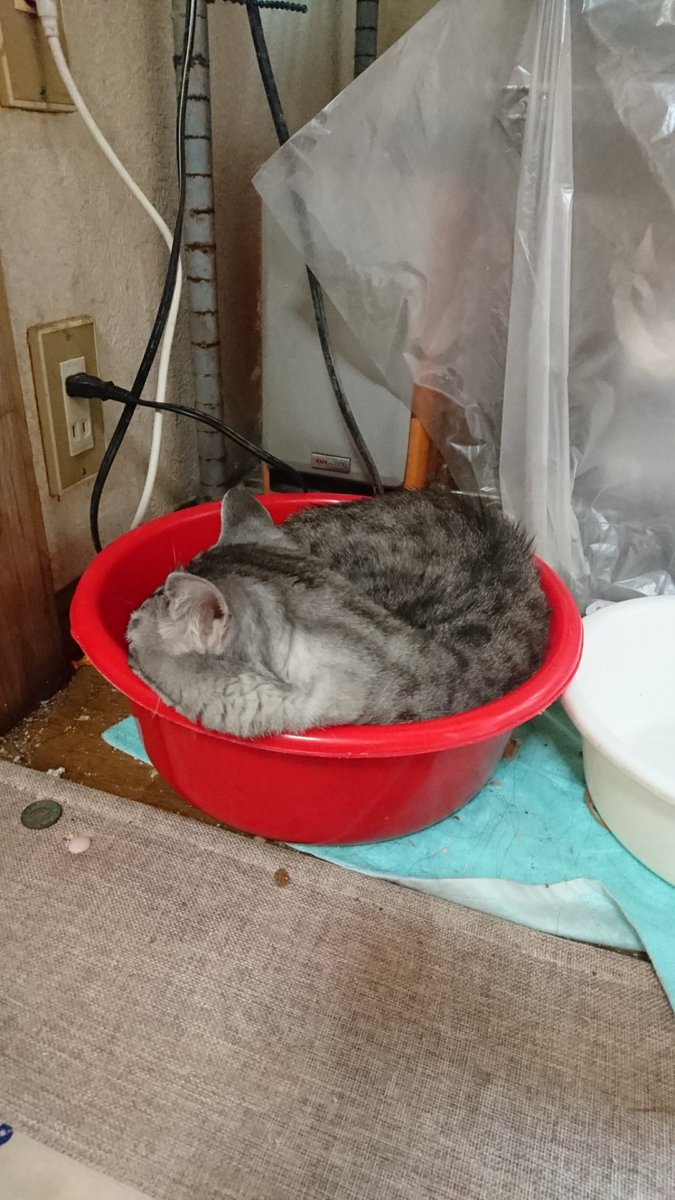 t_totoki's tweet photo. もう虹の橋を渡ってしまったけどうちのﾈｺﾁｬﾝ https://t.co/SkntzLA3JI