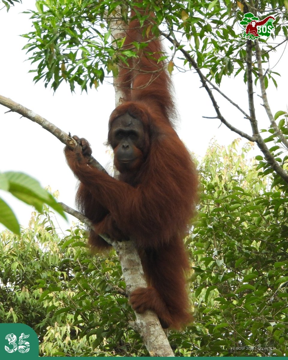 bornean_OU's tweet photo. #POTW 📸 Captured by Sylvateja

SOMETHING’S TRYING TO HIDE IN THERE… 👀🦧

Serge, we can still see you! 😂

#SaveOrangutans https://t.co/CaP5FvJprZ