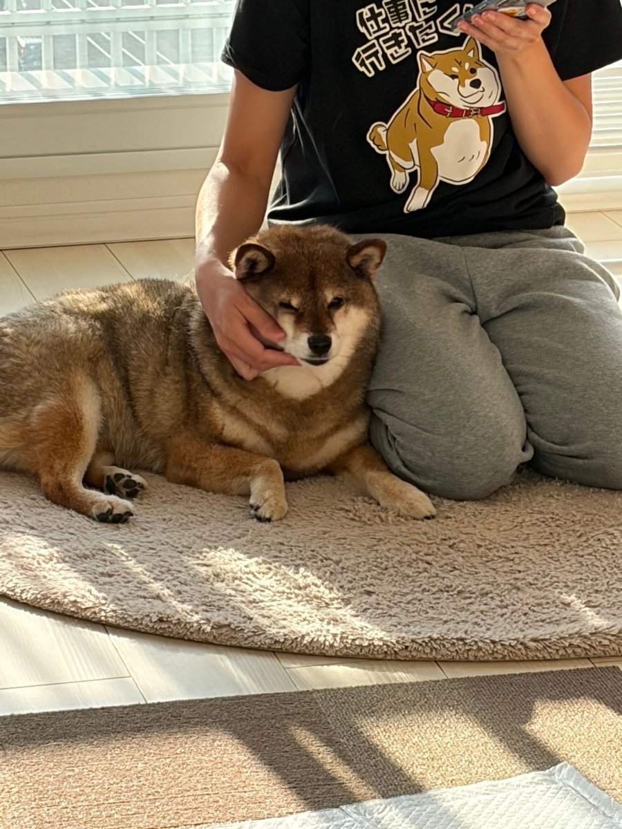 shibainu_hanazu's tweet photo. ちょっとTシャツのイラスト意識してる？笑 https://t.co/0J6c9lRtHR