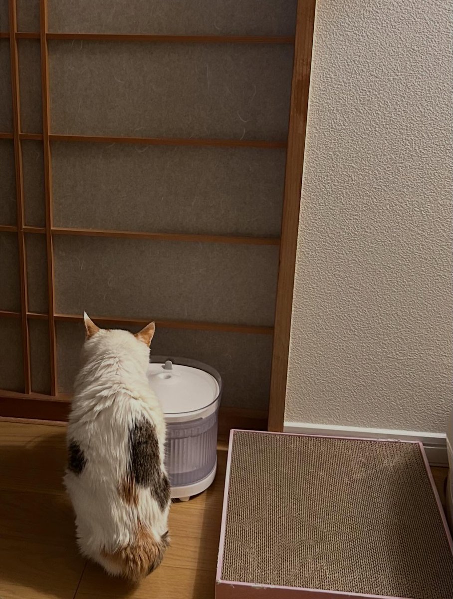 KalynBride9b's tweet photo. 言葉にできないこだわりって、誰しも少しは持ってるものだよね。みんなは他人から見たら謎なルーティンとかある？ https://t.co/2J7rLxmFFZ