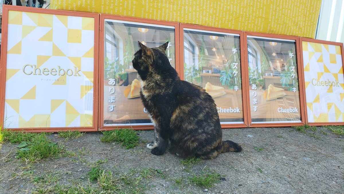 Cheebok_saga's tweet photo. 10日(土)・11日(日) 10時半～
#わいわいコンテナ2 芝生広場にて
出店させていただきます✨
[チーズケーキメニュー]
プレミアムブルー🧀💙
プレミアムプレーン🧀
安納芋🍠
嬉野緑茶🍵
佐賀海苔🖤
のラインナップです！
#Cheebok #ブルーチーズ
#チーズケーキ 
#仕上げに岩塩少々 🍵🖤 https://t.co/gmRrHrMf1B