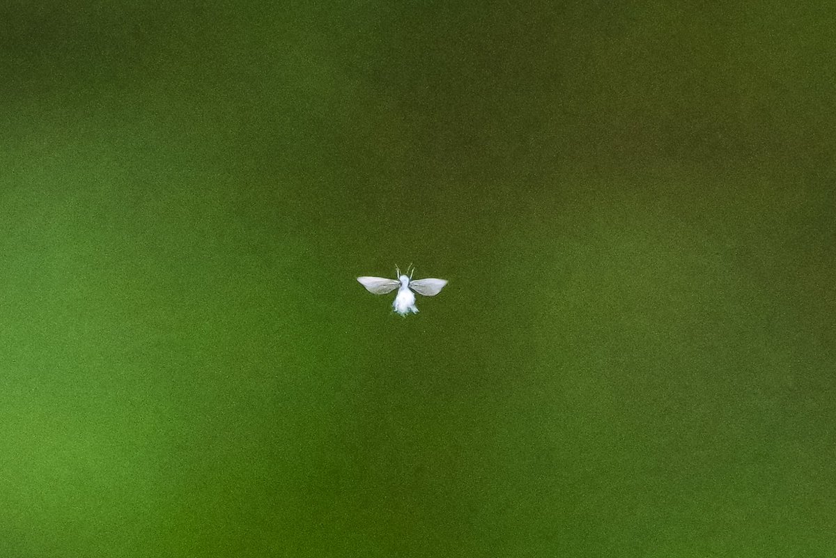 nirvana19670220's tweet photo. 飛んでいる雪虫を撮ってみる
身近な所に非日常がある気がしました
#雪虫 https://t.co/qCp81YjxIx