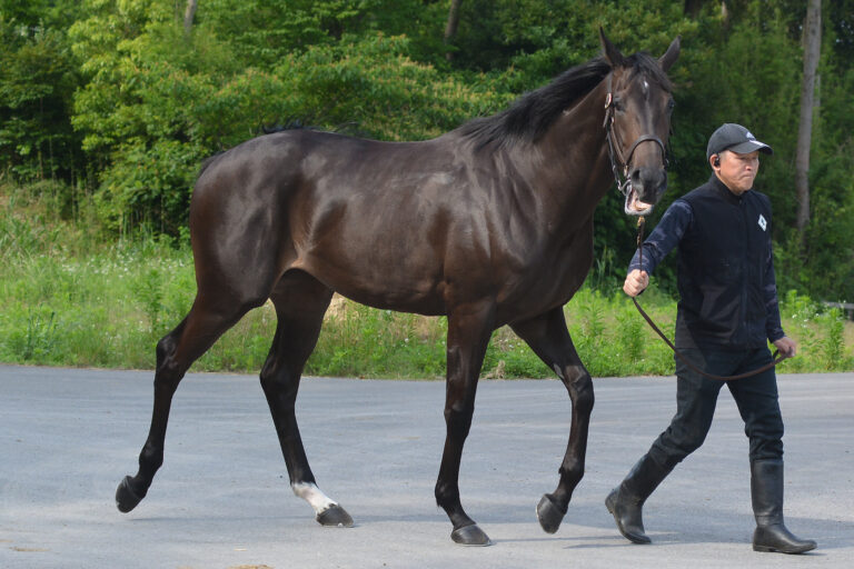 LAURELCLUB_INC's tweet photo. 🏇今週の出走馬情報🏇

10月10日(土)
東京2R(発走10:35)2歳未勝利(牝)
ローズファミリー　▲大久保 友雅

東京5R(発走12:25) 2歳新馬🔰
ルナトレイル　横山 和生

京都7R(発走13:10)3歳以上1勝クラス(牝)
アーデルリーベ　亀田 温心
エイコーンドリーム　鮫島 良太

京都9R(発走14:15)3歳以上1勝クラス
デュアルロール　中井 裕二

京都12R(発走16:10)3歳以上1勝クラス
レイム　酒井 学

今週は土曜日に6頭が出走します‼️
ルナトレイルはデビュー戦です🔥
応援よろしくお願いいたします！！

#一口馬主 #一口 #馬主 #ローレル #ローレルクラブ #ローズファミリー #ルナトレイル #アーデルリーベ #エイコーンドリーム #デュアルロール #レイム #グランデファーム #村田牧場 #新冠橋本牧場 #杵臼牧場 #協和牧場 #パッショーネ @niikappu_hashi @kyouwafarm 
@LAURELCLUB_INC