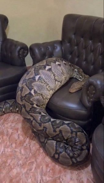 Cleeo_0's tweet photo. This Viral Video circulating online claims this little girl who was swallowed by a  Huge Rattle snake after several minutes seen playing with it Reminding Parents not to Pet any wild animals no matter how familiar they are with it 😭😭💔This little Girl’s life was gone in vain😭 https://t.co/fUphaBPmrc