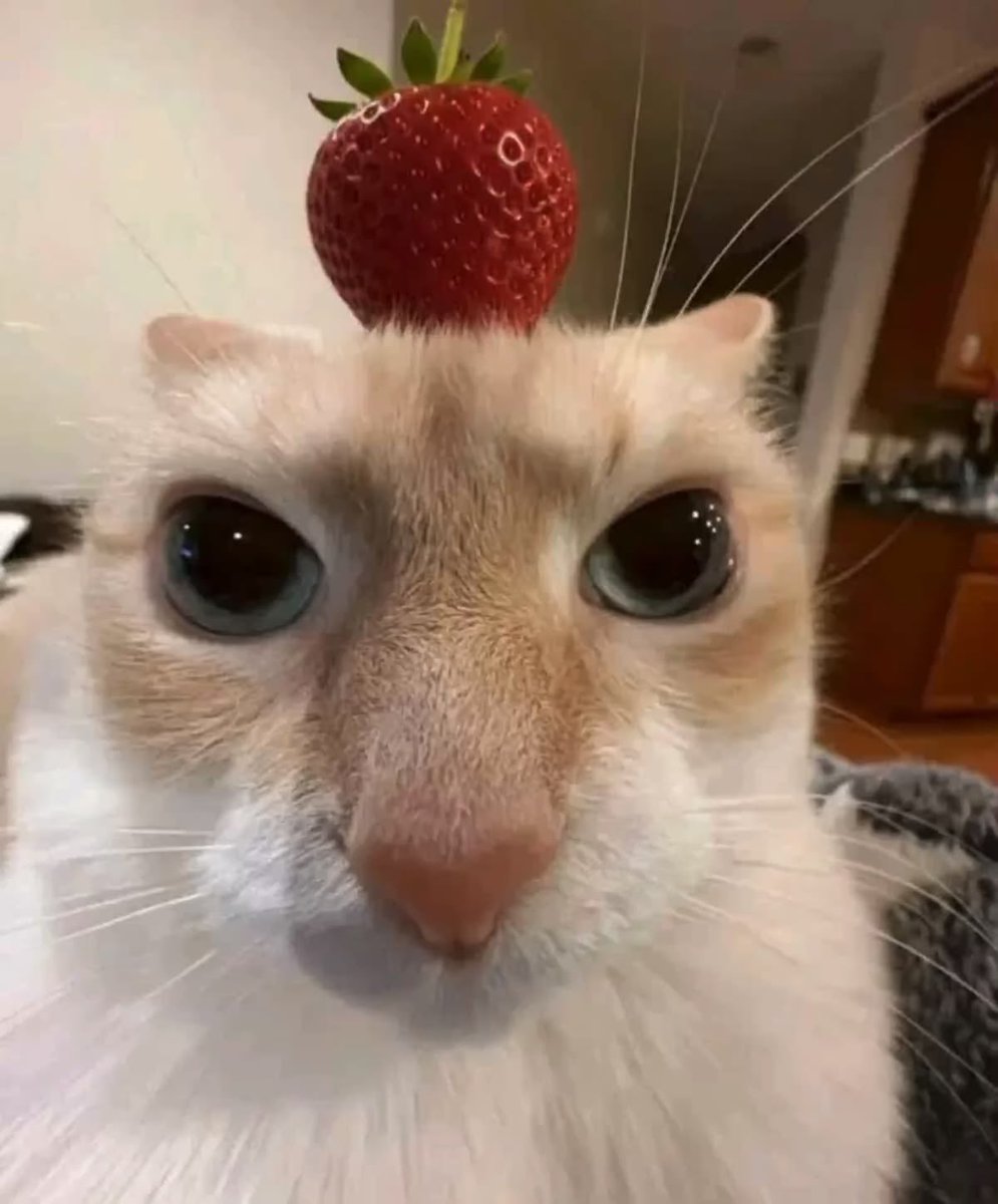 showemeta's tweet photo. not my cat but look how stupid they can be /silly /pos https://t.co/CsP8FCUezT