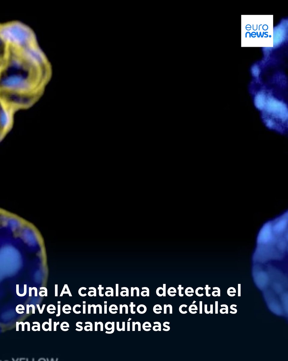 euronewses's tweet photo. Una IA catalana detecta el envejecimiento en células madre sanguíneas
➡️ https://t.co/gIGBtbEOWF https://t.co/UW67o0WsoO