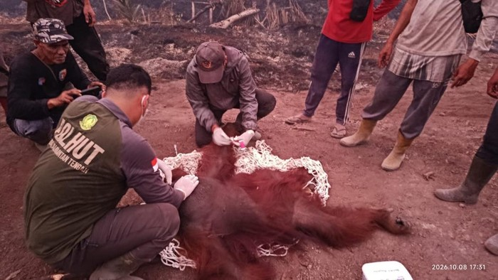 LambeSahamjja's tweet photo. karhutla kembali meluas di kalteng 

orang utan jantan bernama bara, berat 56 kg, usia sekitar 22 tahun, dievakuasi tim konservasi

lukanya ringan di telapak tangan dan kaki, akibat kebakaran hutan dan lahan yang kembali meluas di kotawaringin barat (kobar), kalimantan tengah

dievakuasi kamis 8 oktober sore di km 8 mendawai seberang, kobar

dilakukan tim rescue sksda wilayah ii pangkalan bun bersama of-uk