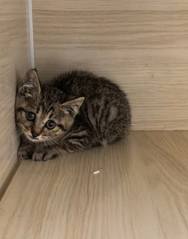 Nvei_walker's tweet photo. 猫猫好软好萌，看得人心都化了 https://t.co/fJQHPApg4c