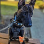 Photo by K9 SOLUTIONS AUSTRALIA (@AustralK9)