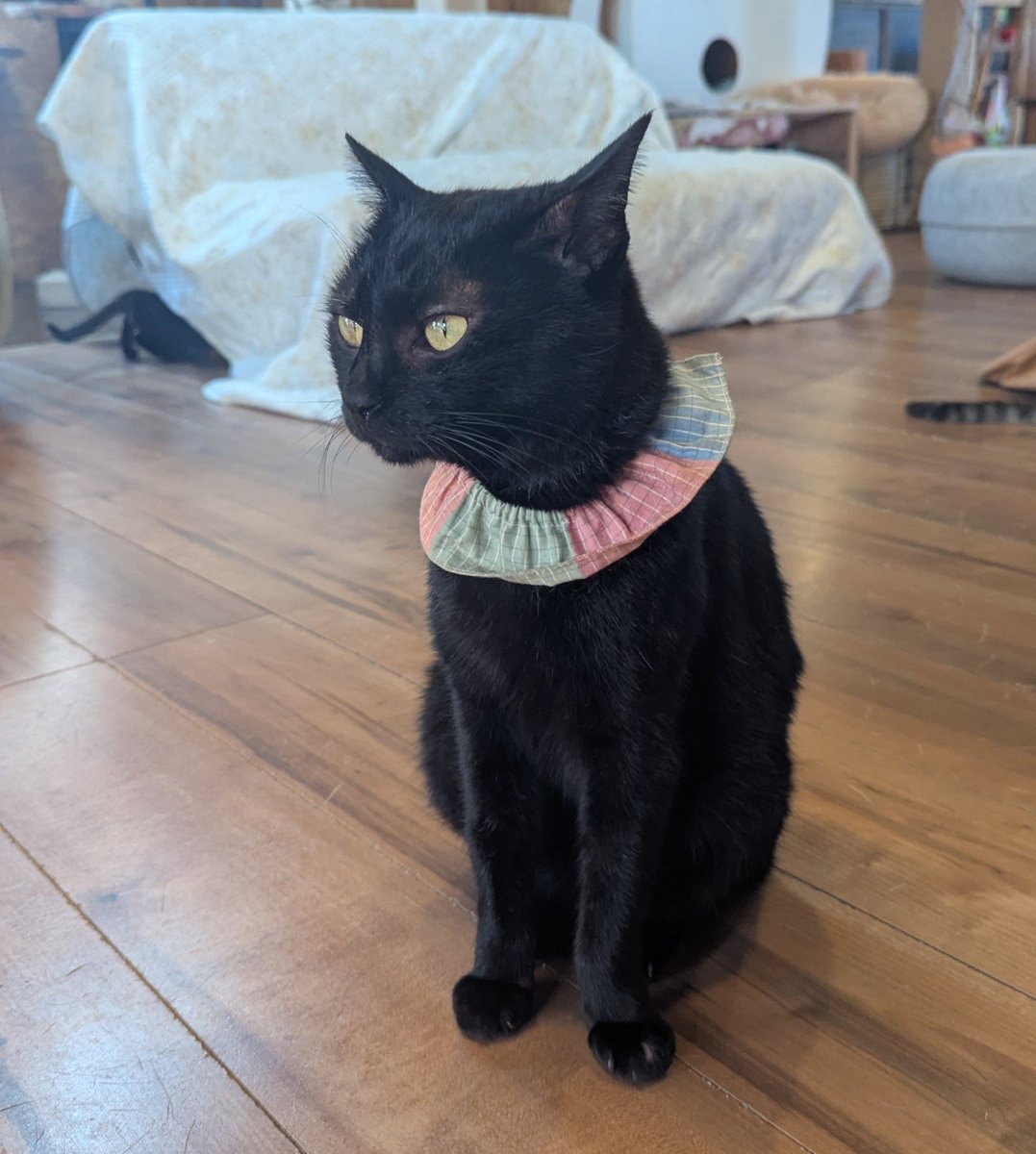 shinbo417's tweet photo. 古民家まめ猫で休憩中🎵
名物の黒豆スイートポテトを食べ…

子猫と遊んでます。
あいつら、元気すぎ🐱😸
長毛の毛並みの触り心地が最高😍🤣 https://t.co/Ycm47Ef8Vv
