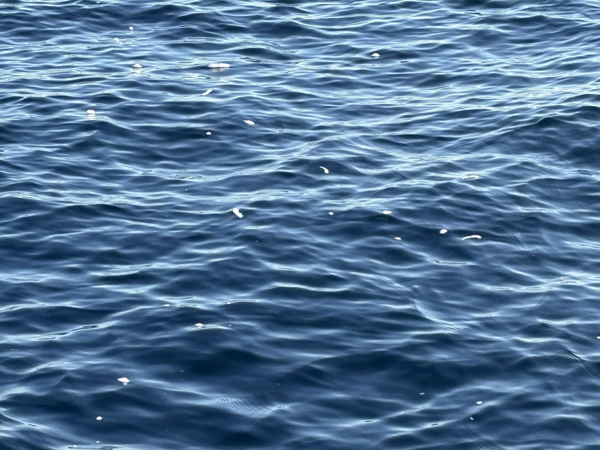 Marinepia_PR's tweet photo. 昨日、佐渡海峡の沖合で、海面を漂っているたくさんの #ルリガイ が見られました。
 ルリガイは、足裏から浮嚢（ふのう）という粘液泡を出して海面に浮かんで生活をします。
 早速、育成室に展示しました。
 生きたルリガイを見られる機会は珍しいです。
 早めのご来館をお待ちしています。
#水族館 https://t.co/gmWKv996Zr
