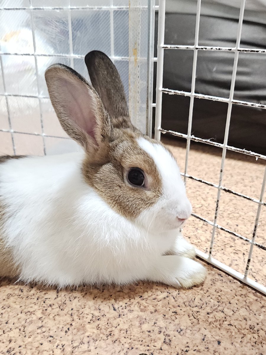 JohanUsagisuki's tweet photo. 三連休最終日10/12(月/祝)はパンちゃんを連れて

「保護うさぎさんに逢おうのinかつしか」

に参加させて頂きます😌✨

当日譲渡ではなく後日お引き渡し。
即決できない、少し考える時間が欲しい、という方にお勧め💞
ゆっくりじっくり悩んで準備して、新しいご家族の一員としてお迎えください💓 https://t.co/l06paXoteo