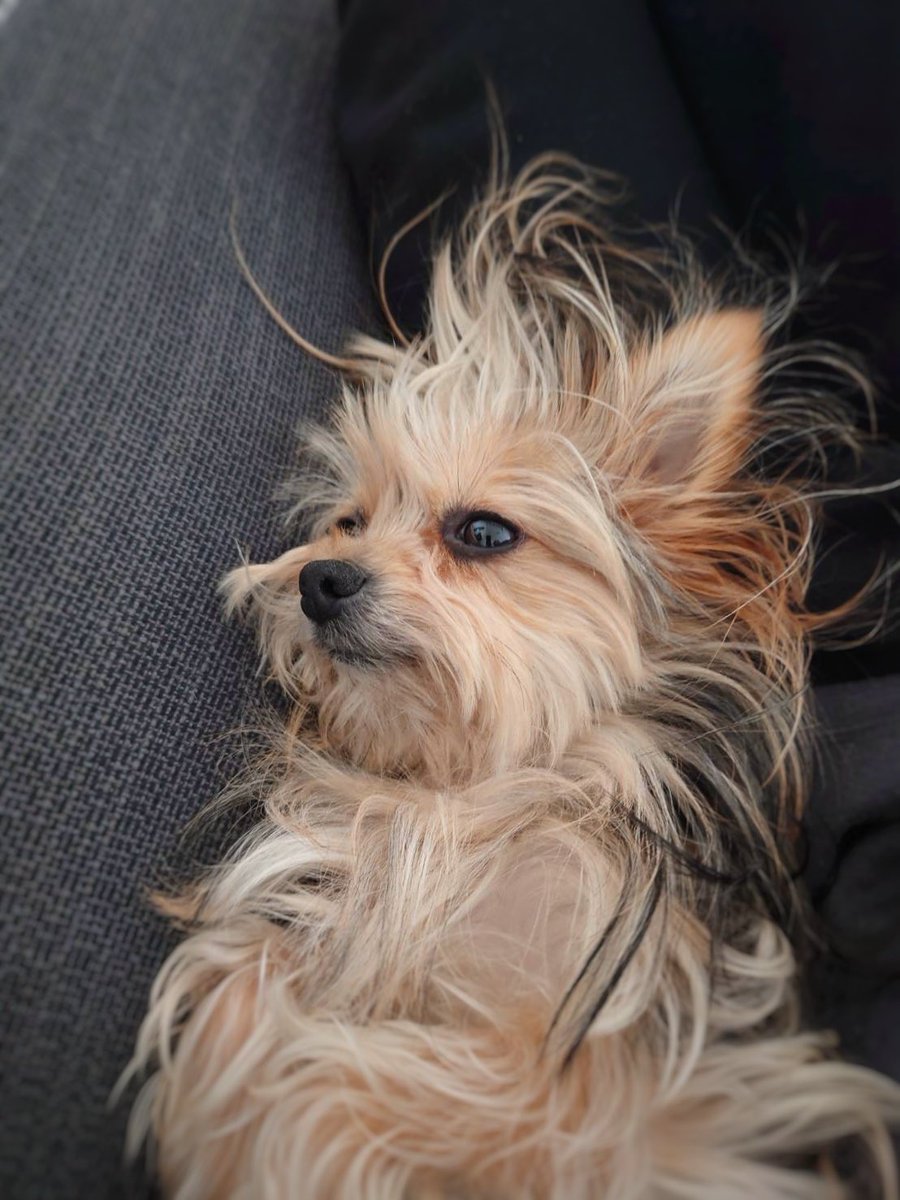 ponsuke_daily's tweet photo. うちの犬すぎ
顔なめ好きすぎて一生舐めるから旦那が途中で強制終了するとすごい悲しそうな顔で拗ねるし、人間が嫌がると「もしかして舐め方が悪い？！」ってすごい丁寧にゆっくりじっくり舐め始める、違う違うそういうことじゃない https://t.co/cs8HgLVv9l