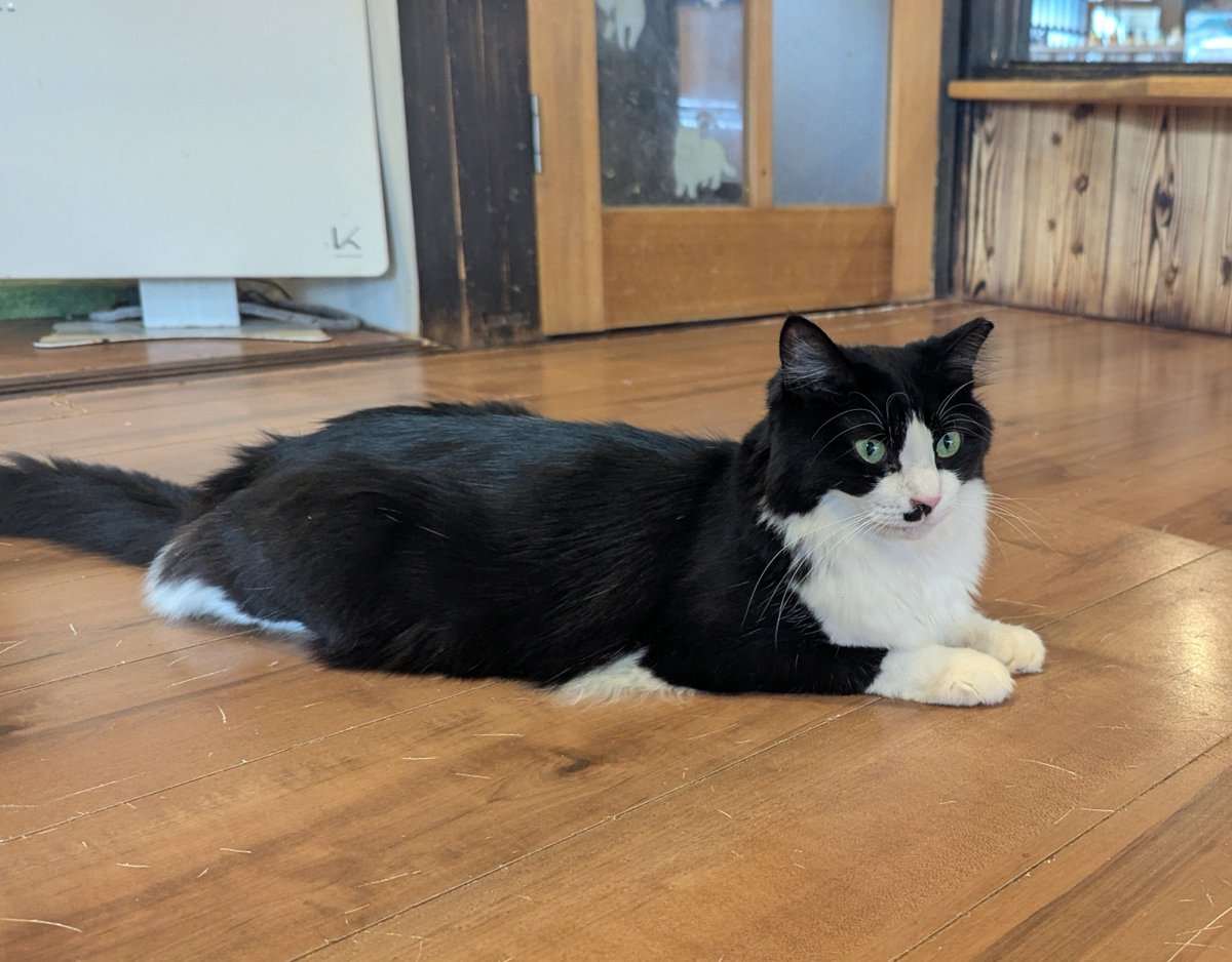 shinbo417's tweet photo. 古民家まめで休憩中😾
長毛猫の毛並みが…凄く良い😍
ずっと触っていたい🎵🎵

そろそろ、帰らないと……
日が暮れてしまう🥲 https://t.co/fMnQQ1b75z