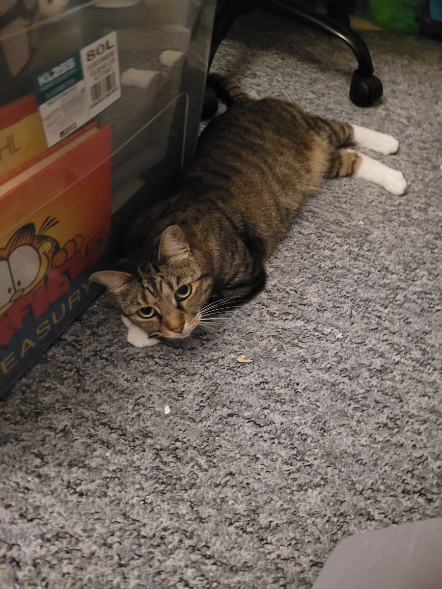 Eimiwithcats's tweet photo. @ibuprofenmiso My kitty cat cat https://t.co/0fGyQm6MiT