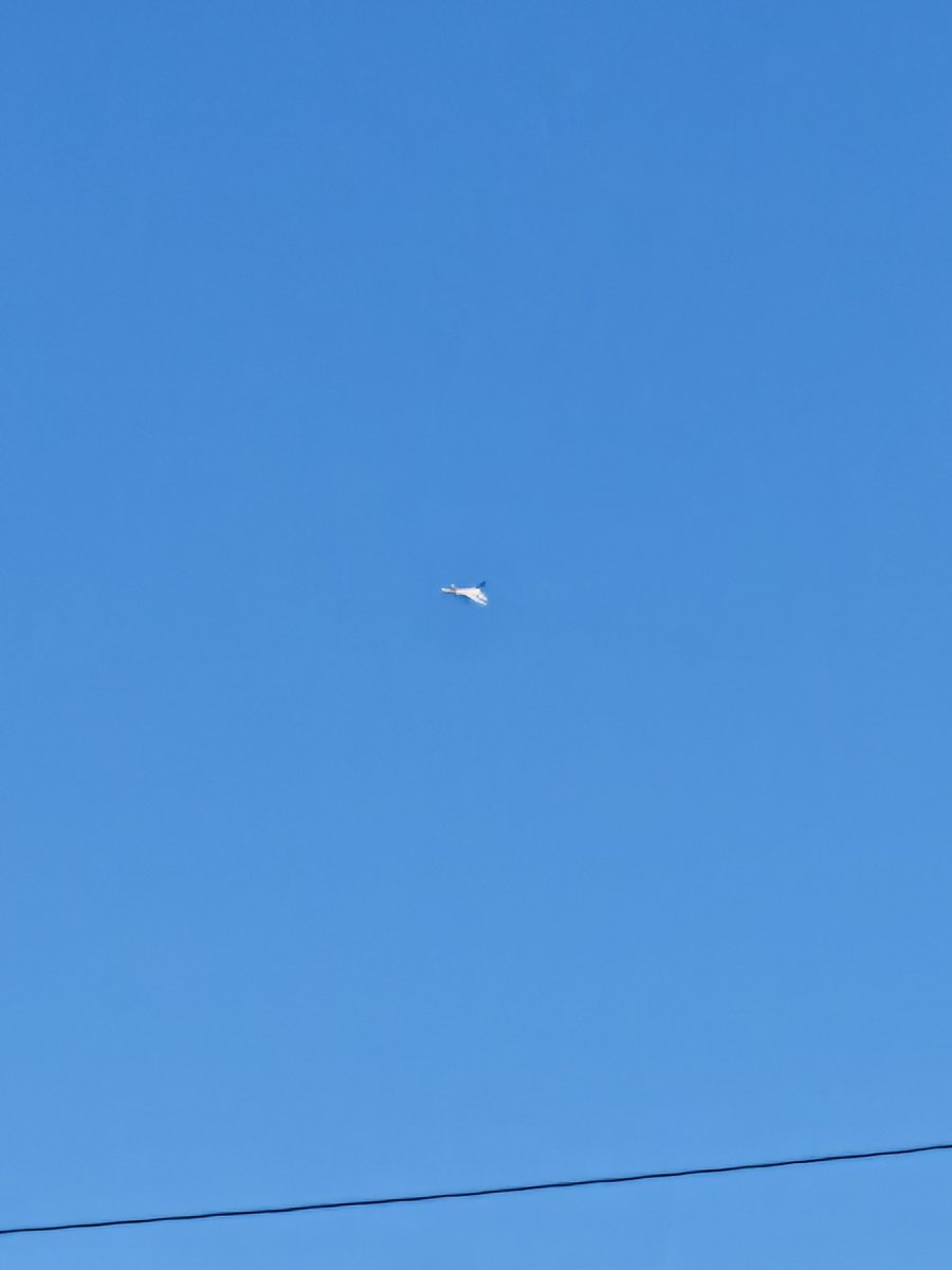 T86Bou's tweet photo. もう一つ

遠いけど旋回中のが撮れた

こういう日に限ってα+500mm持ってきてない悲しみ https://t.co/Hmdh66yoCm