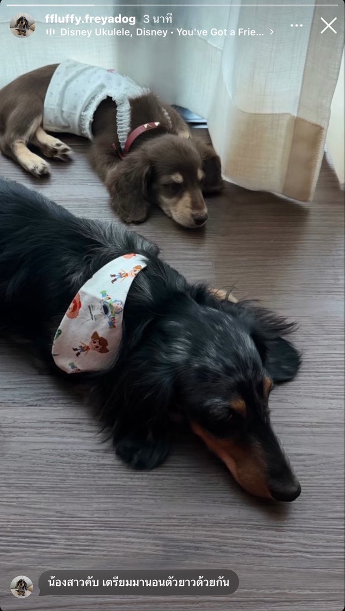 Tarika_15's tweet photo. ฟี่มีน้องสาว 🥹🥹🥹🥹🥹
ชื่อไรค้าบ

#Fluffy #srchafreen‌ https://t.co/BUOEZbaib4