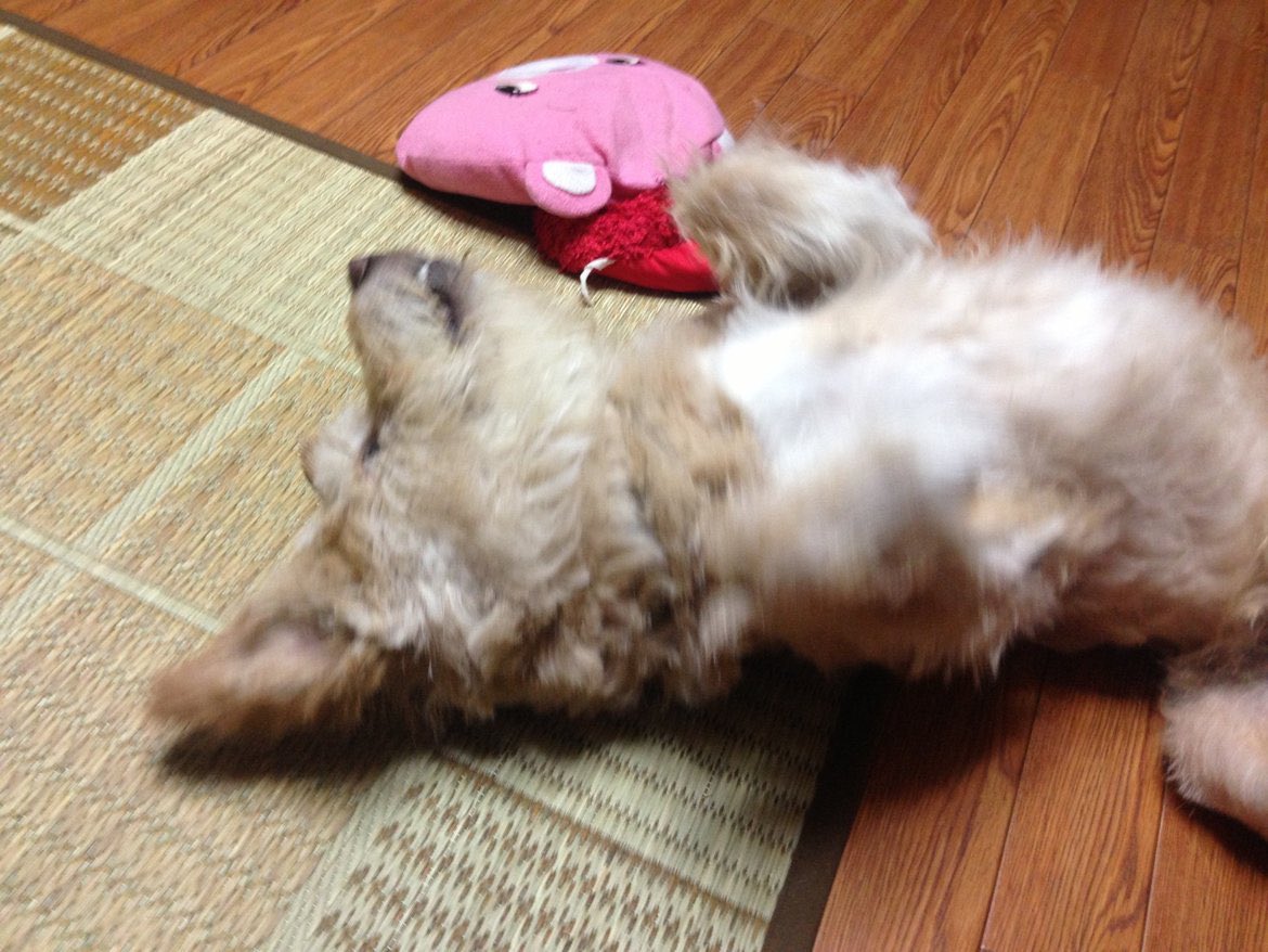 suzaku__al's tweet photo. 姉貴がめっっっっっっちゃ大量に持ってて今泣いてる https://t.co/SEPCTr86dZ