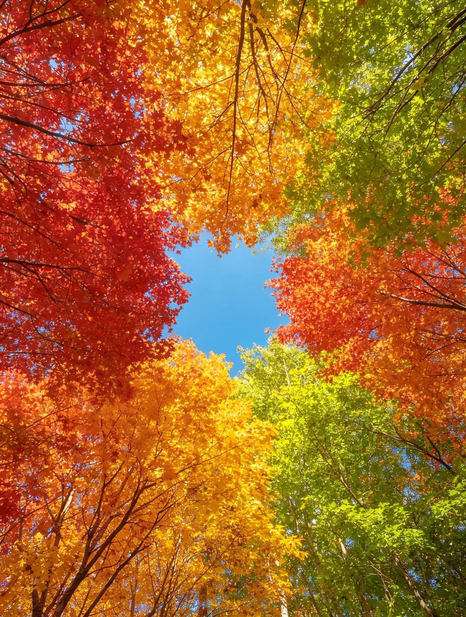 pcMSoYxRTu92317's tweet photo. こんにちは…
今日も1日
　　お疲れ様でした　🎶🎼🎵
今日も穏やかな秋晴れ🍁☀
でしたね…暖かく
過ごしやすい1日でした😊✌️ https://t.co/pQAWtScQuQ