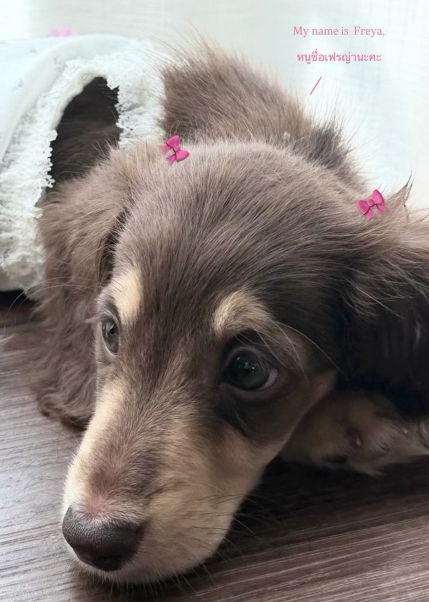 freenarchives's tweet photo. IGs : FFLUFFY. FREYA DOG😭

Fluffy Dachshund Dapple 🐾🤎
Freya Dachshund Choco cream🐾🤎

“ My name is Freya” 🎀
“Hey sis, get ready to lay down and stretch out with me” 🐶

#fluffy #freya
#srchafreen https://t.co/JMvNjAPPXB