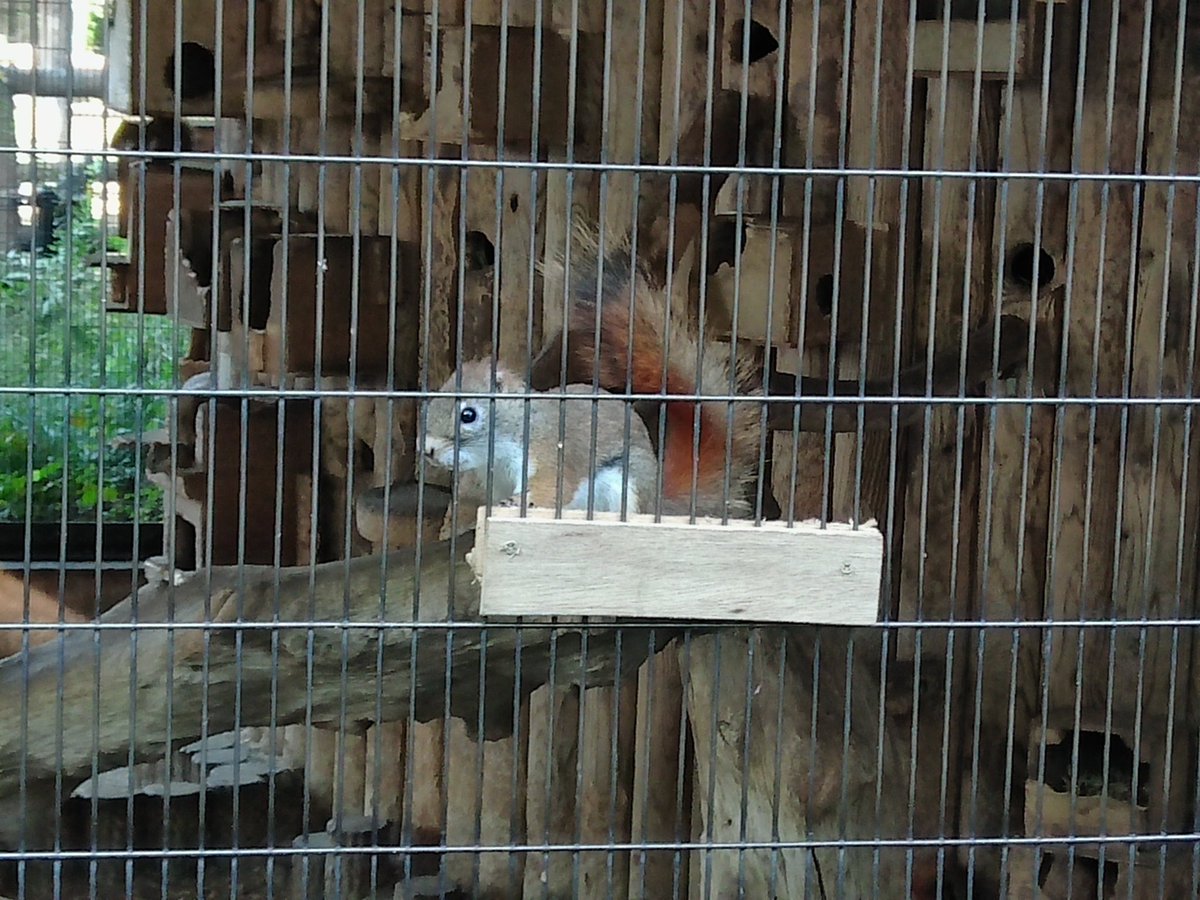 ru____coco's tweet photo. カブで近場の無料動物園行ってきた❕愛犬によく似たリスがかわいい🐿️ https://t.co/lBbTXFYC3M