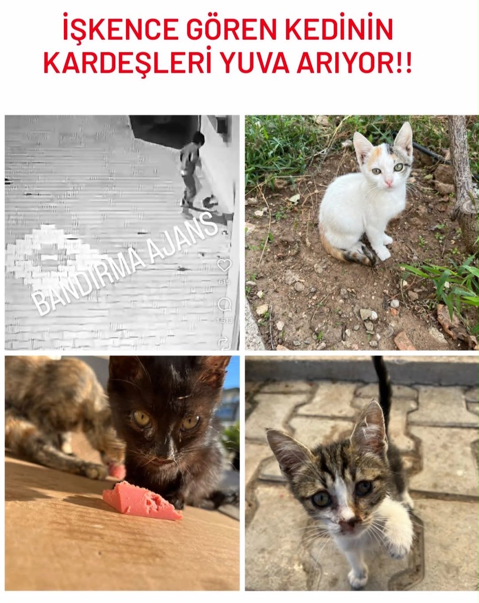omer_art19's tweet photo. İŞKENCE GÖREN KEDİNİN KARDEŞLERİNE YUVA ARANIYOR

Bölgeden bana ilettiler. Bandırma’da 3,5 aylık kardeşleri canice işkence gördü ve şu an klinikte yaşam mücadelesi veriyor. Aynı sokakta kalan bu 3 dişi yavru da şu an büyük bir tehlike altında ve korkudan saklanıyorlar. O caniyle aynı sokaktalar ve bu yavruların sokakta kalacağı her saat hayati risk taşıyor. Sıra bu 3 cana gelmeden acil geçici veya kalıcı bir yuva arıyoruz. İletişim: 0542 636 77 12