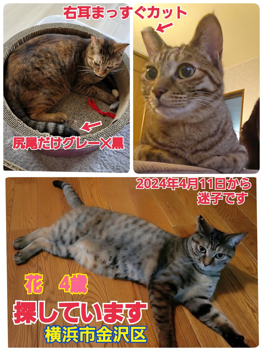 squirrelemi's tweet photo. 猫を探しています。花ちゃん4歳。右耳がまっすぐカット、明るい茶色、長い尻尾だけ色が違いグレー✕黒の縞々模様です。2024年4月11日横浜市金沢区富岡東の自宅から私の不注意で外に出てしまい迷子のままです。花を保護してくださっているかたはいらっしゃいませんか。
#猫を探しています
#横浜市金沢区 https://t.co/Eg9RRvKrce