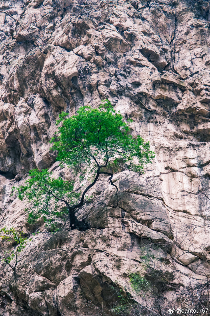 LaylaHamptyd's tweet photo. [Hay un árbol en la ladera del acantilado, con su sombra cubriendo la axila de la roca, y el viento acaricia sus ramas.]， https://t.co/ggGnp2ECtJ