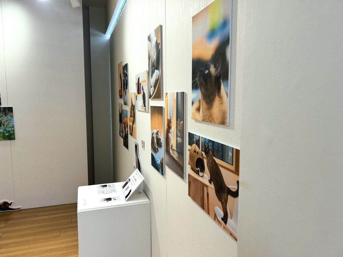 ibelibre18's tweet photo. 越前和紙の里 紙の文化博物館

特別展「和紙に宿る猫たち」🐱 https://t.co/y9eFPw1zKy