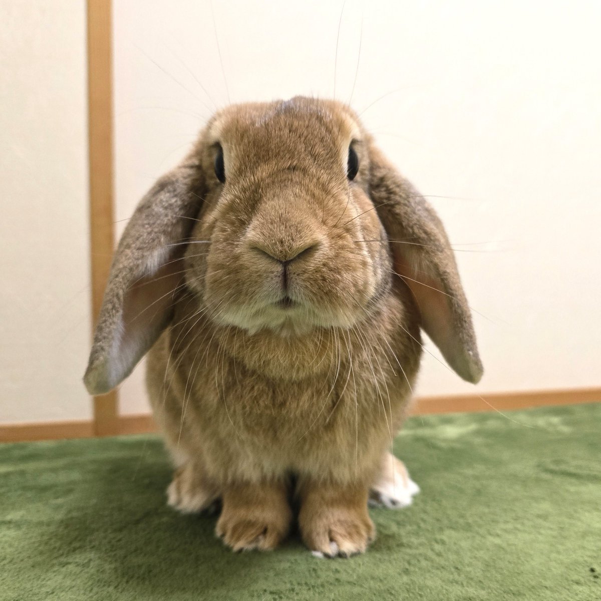 mmmmm138487's tweet photo. じーっ🐰 https://t.co/4iKV4osjTV
