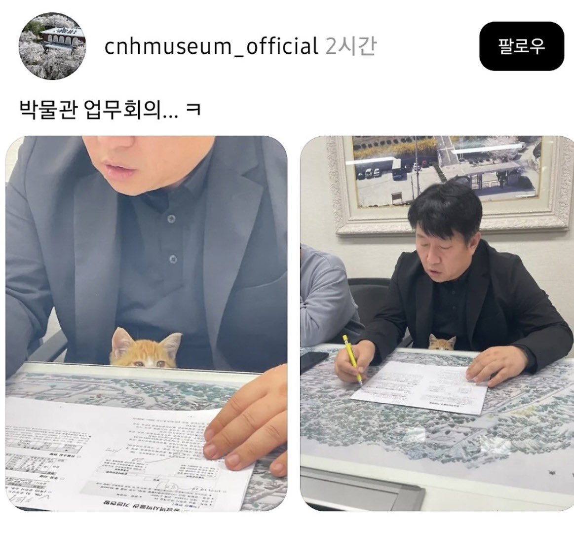 iamkimgosu's tweet photo. 하 충남역사박물관 개짱이다 ㅠㅠㅠㅠ 고양이들이 회의도 참여해 ㅠㅠㅠ https://t.co/x5oIJ2j5nt