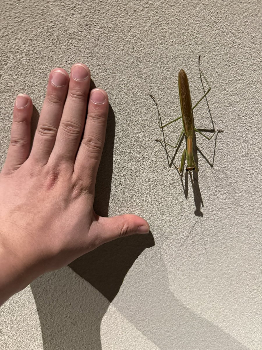 torihamu_kobo's tweet photo. ホテルの喫煙所にいるカマキリでけえ！！！！ https://t.co/qo5MTNZx5G