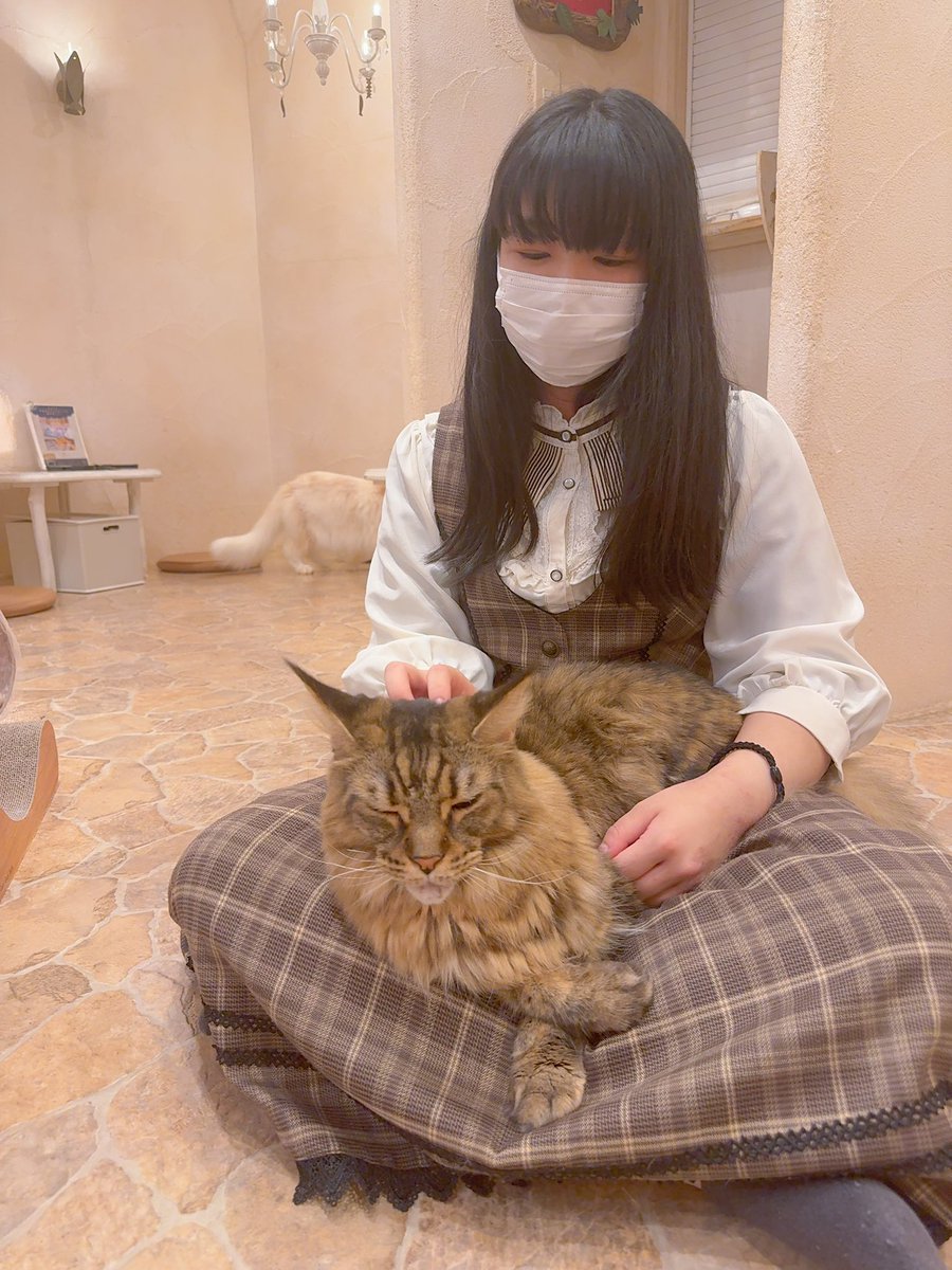 sugar_3487's tweet photo. しゅがちとねこ https://t.co/mIQCvv7gaa
