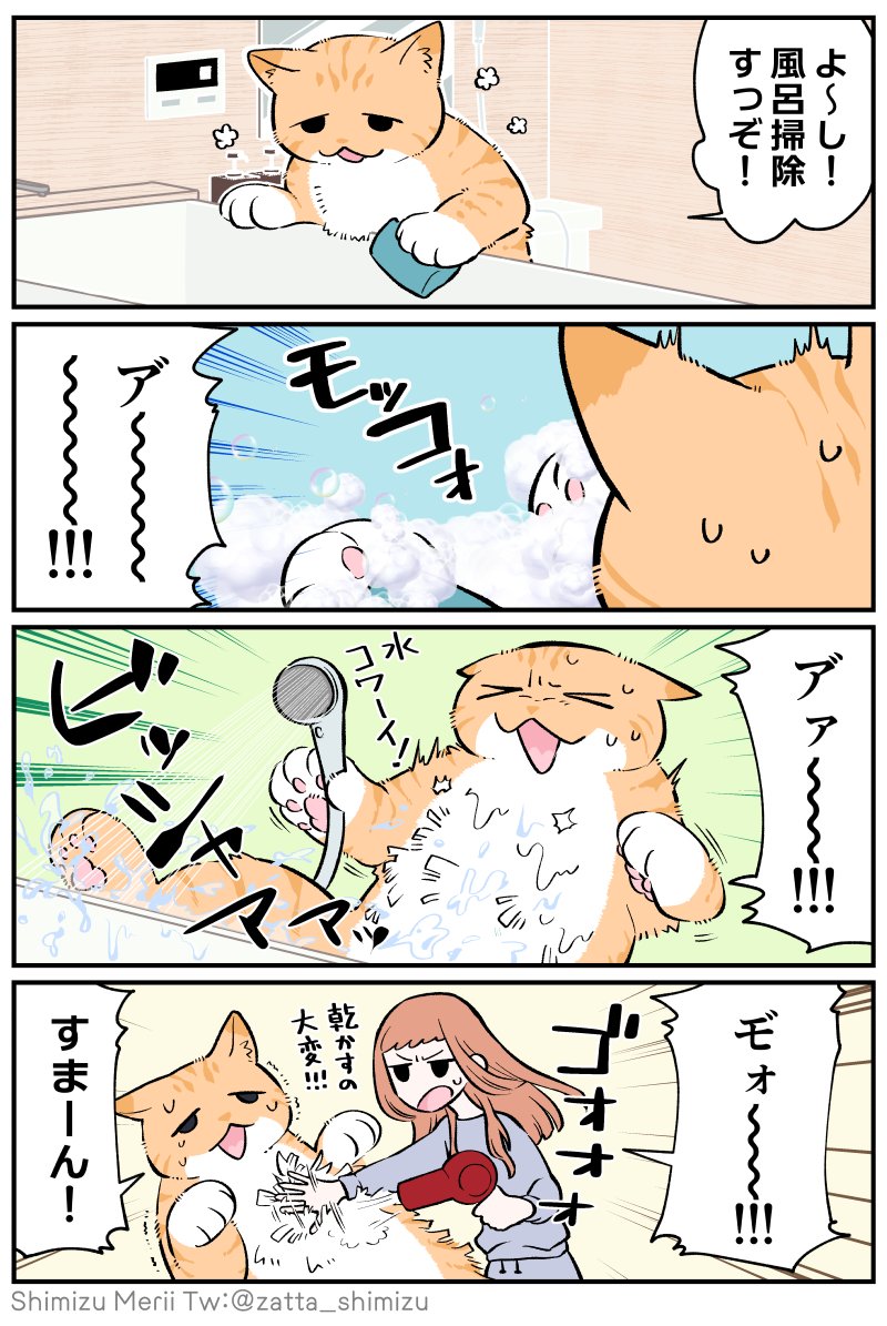 zatta_shimizu's tweet photo. オレンジ猫ちゃんが話題みたいなので、うちのオレンジ猫さんも少し再掲しますね👋☺️ https://t.co/sd9sgQpYCF