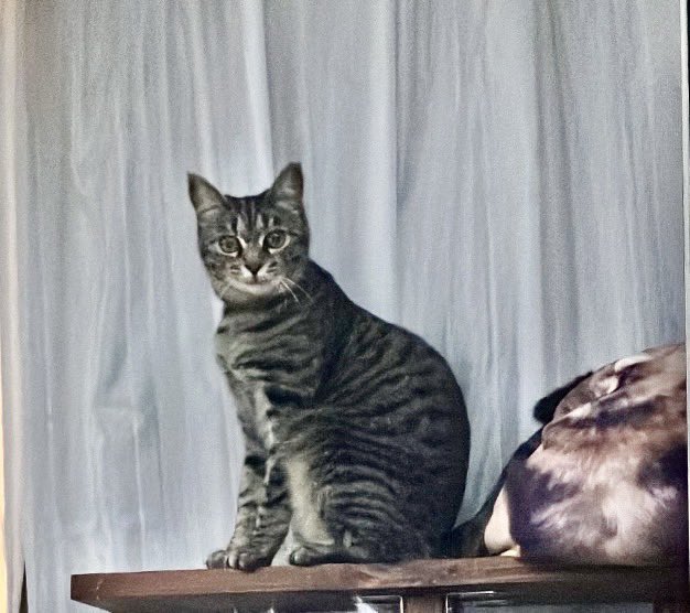 PETHELP1997's tweet photo. ⚠️【猫を探しています】⚠️ 拡散希望⚠️

日時・10月2日から迷子猫

場所・東京都・葛西区・東金町(半田ふじみ公園付近)

名前・きぃちゃん(メス)

情報・年齢3歳・体重4キロ(キジトラ)

特徴・臆病・左耳カット・首輪無し

見かけたらご連絡お願いします🙌

#迷子猫 #ペット探偵 #猫探偵 #迷子ペット #拡散希望 #東京都 #葛西区 #東金町
