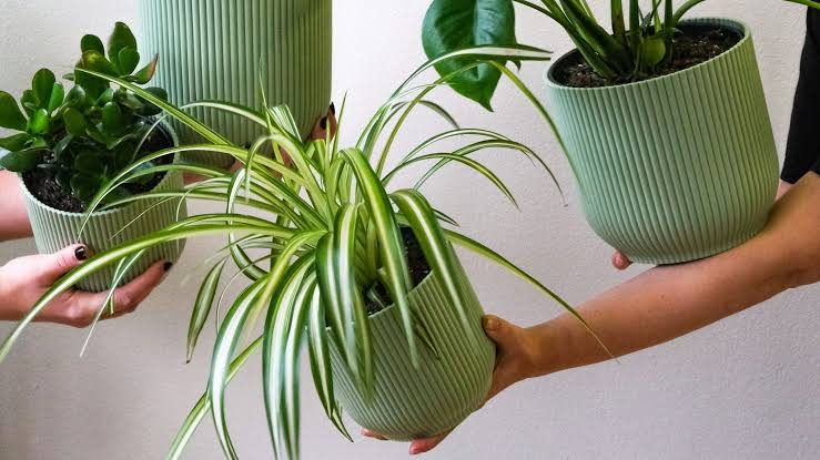 EnlaceSensei's tweet photo. Las plantas de interior pueden mejorar el ambiente de los hogares

https://t.co/t4IZrqEsfu https://t.co/CLyRfk7lRM
