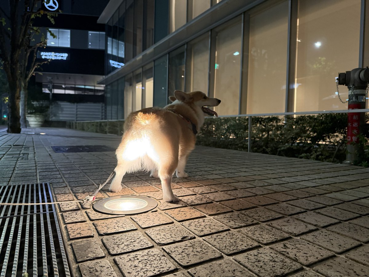 corgi_tumugi's tweet photo. やっぱコギケツって発光するんやな https://t.co/RovyGv5QJw