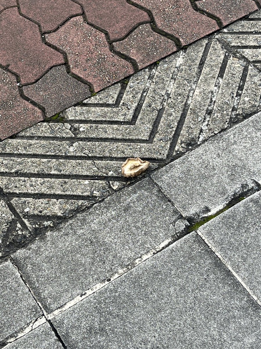 mea_pnnn's tweet photo. 誰か！しいたけ落としましたよ！！ https://t.co/e1wrzWyz7I