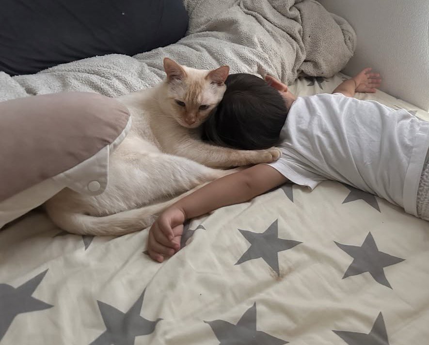 miiiii_ann_'s tweet photo. 猫がいなくなってから1週間経ちました。

群馬県太田市新田です。
見かけた方や保護されてる方はいらっしゃいませんか🥲

とても穏やかな性格の去勢済みの男の子6歳で名前は【うた】です。

息子のことが大好きで、息子もうたが大好きで毎日寂しく会いたがっているので早く会わせてあげたいです😭 https://t.co/W4L0RIY7SF
