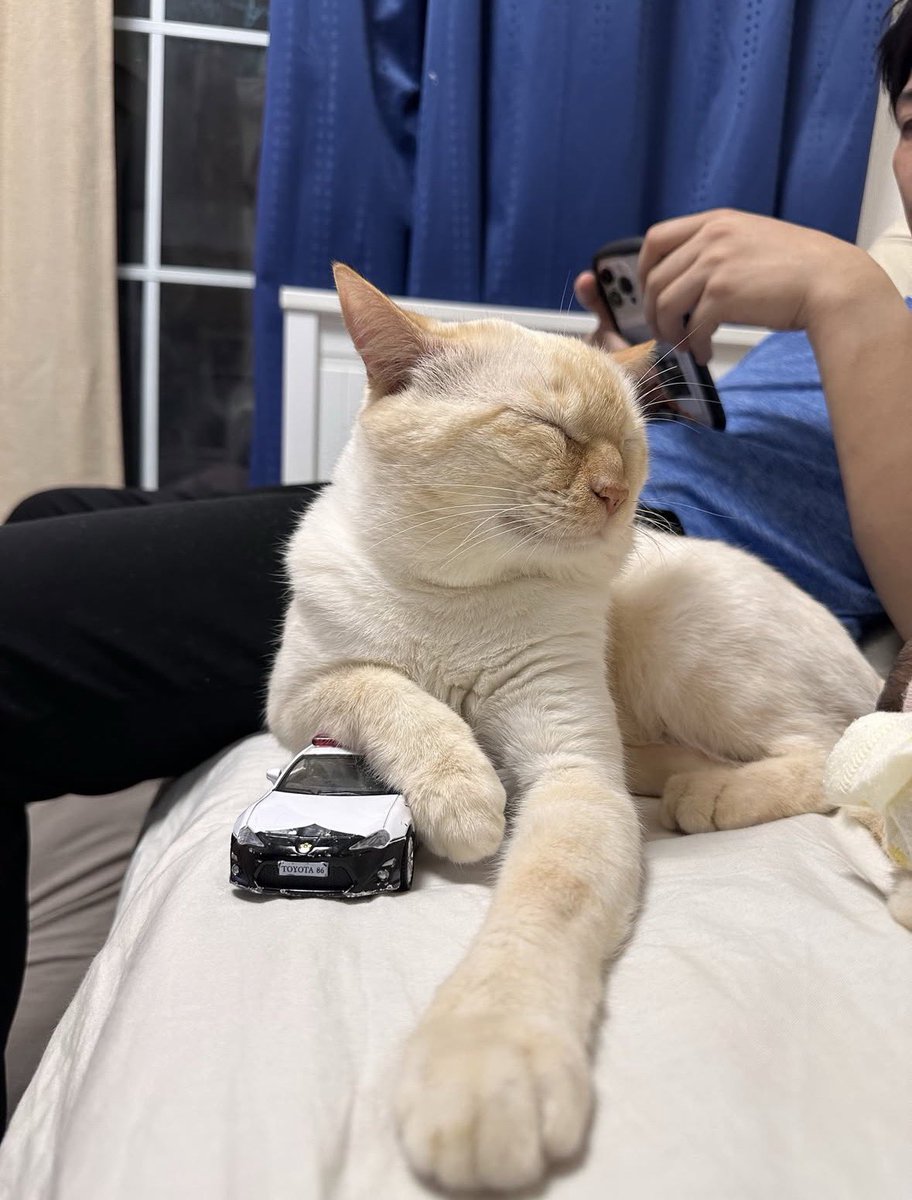 miiiii_ann_'s tweet photo. 猫がいなくなってから1週間経ちました。

群馬県太田市新田です。
見かけた方や保護されてる方はいらっしゃいませんか🥲

とても穏やかな性格の去勢済みの男の子6歳で名前は【うた】です。

息子のことが大好きで、息子もうたが大好きで毎日寂しく会いたがっているので早く会わせてあげたいです😭 https://t.co/W4L0RIY7SF
