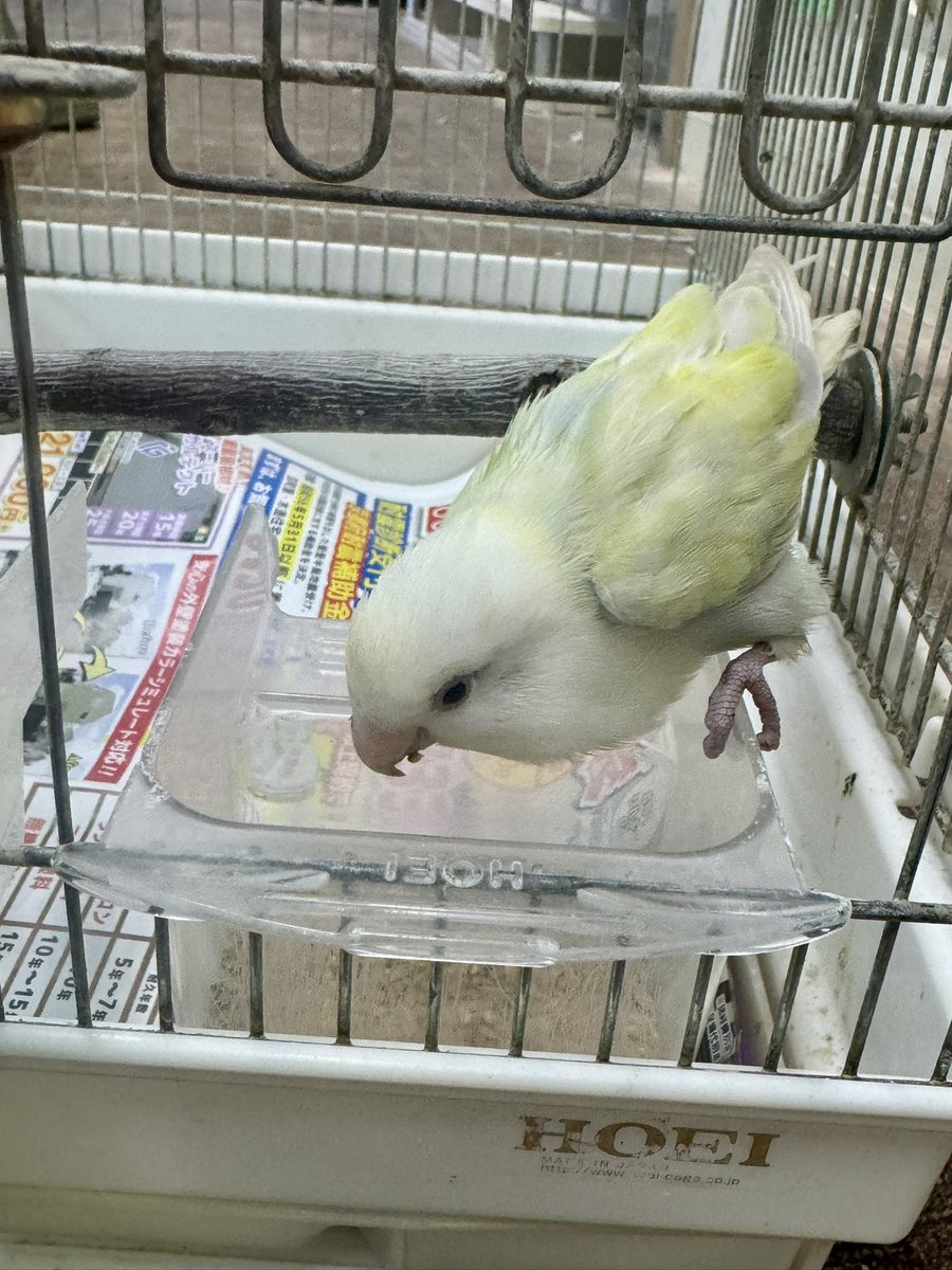 otsumamibirds's tweet photo. コザクラインコさんの迷子🦜

10月9日16時頃保護

京都市山科区北花山大林町の事業所にて
従業員の肩に乗ってきたとの事です。

山科警察に届出済み
近くのバードショップで預かっています。
怪我もなくごはんをモリモリ食べています！

お心当たりございませんか？
#迷子鳥　#コザグラインコ https://t.co/fo4QKpxFBf