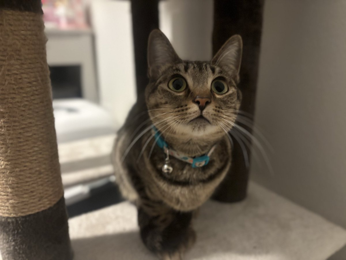 BluePandaIssues's tweet photo. Meet my two partners in crime 🐾 Nala (cat) runs the house, &amp; Dixie (dog) just wants snacks. Which one are you choosing? #PetsOfX https://t.co/ny8d3zy1MB