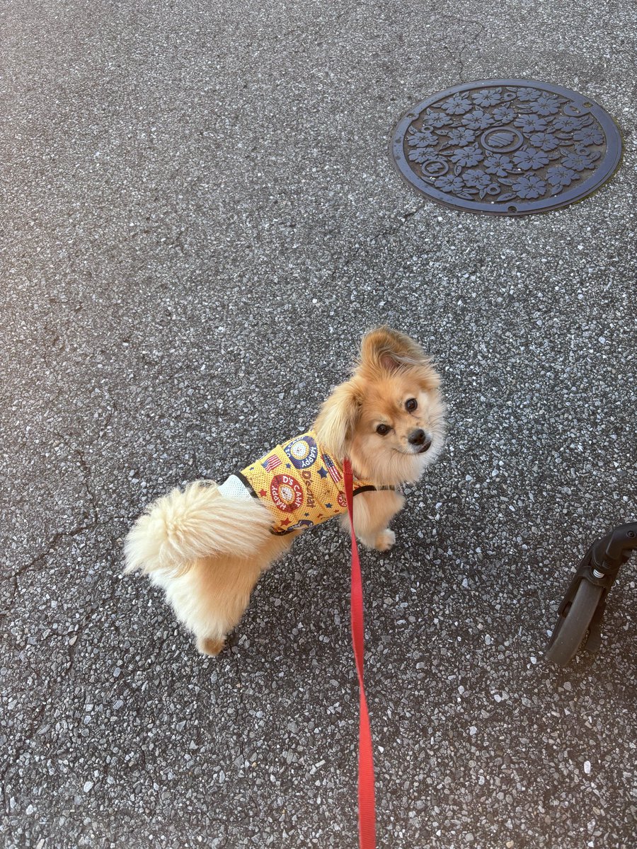 bassadaidaisuki's tweet photo. 最近この方、めちゃくちゃダックスフントに嫌われるのだがどうした？？
すれ違うダックス全てに唸られてる。
同長いくせに違う犬種入ってるから嫌悪感抱かれてる？？ https://t.co/GOmKO8xoXr
