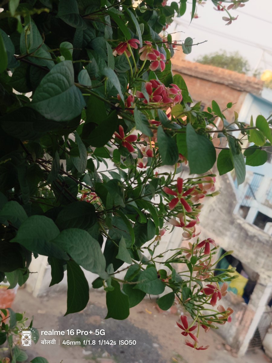 SumIt_Gloaming's tweet photo. Madhumalti flowers really do master the art of graceful transformation😍; Matching your quiet colors with my favorite corner. 🌸💖✨🌿
#बोलवी #क्लिकतरहा #Madhumalti #RangoonCreeper #FloralVibes #theme_pic_India_flowers https://t.co/e2Txpzwv9G